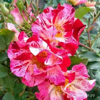 Роза Крейзи фо Ю, Викс