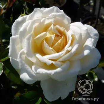 Роза Крем Абанданс, Харкнесс