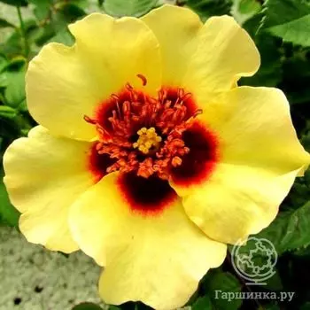 Роза Крем Бэбилон Айз, Интерплант