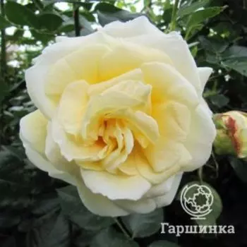 Роза Крем де ля Крем плетистая