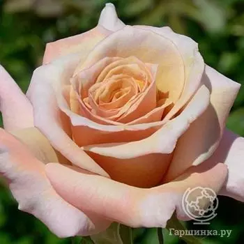 Роза Крем Карамель, Фрайер