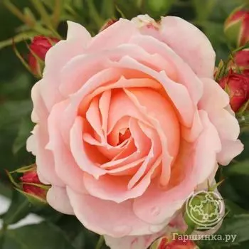 Роза Кремоса флорибунда, Топалович