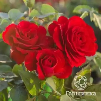 Роза Кримсон Пикси