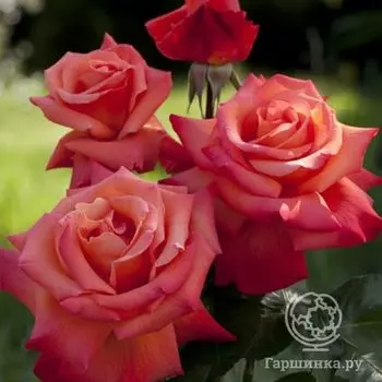 Роза Кристофор Колумб чайно-гибридная, Imperial Rose