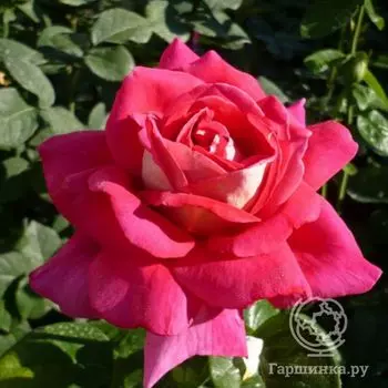 Роза Кроненбург чайно-гибридная