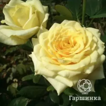 Роза Кронос