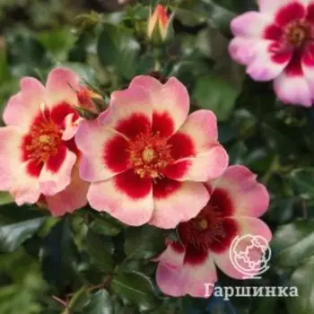 Роза Куин Бэбилон Айз, Питомник роз