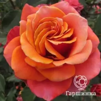 Роза Куперлайт чайно-гибридная