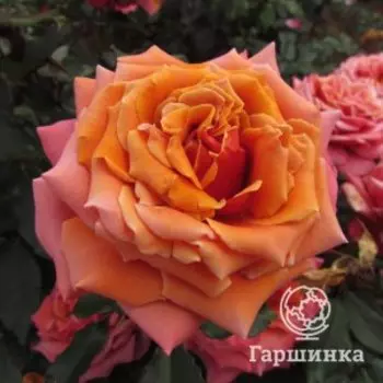 Роза Куперлайт чайно-гибридная