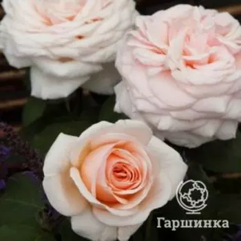 Роза Кураж чайно-гибридная, Топалович