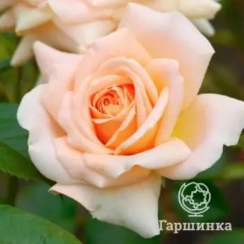 Роза Кураж, Кордес