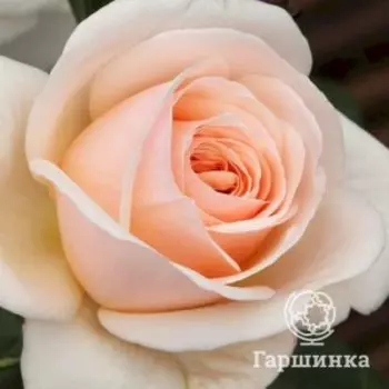 Роза Кураж, Питомник Розы Фокино