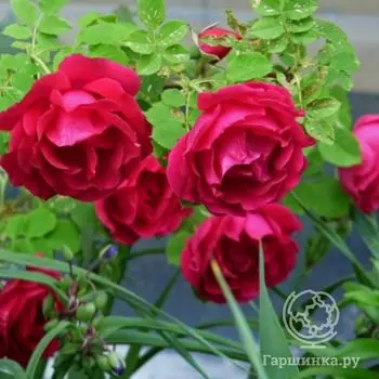 Роза Кутберт Грант канадская парковая