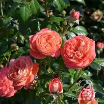 Роза Квин оф Хартс флорибунда, Топалович