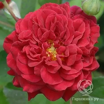 Роза Л'Ами де Жардан, Гийо