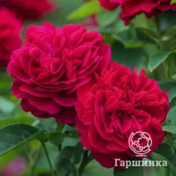 Роза Л.Д.Брайтвайт
