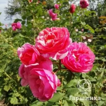 Роза Ладюри шраб, Питомник роз Королева Роза
