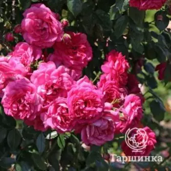 Роза Лагуна плетистая, Кордес