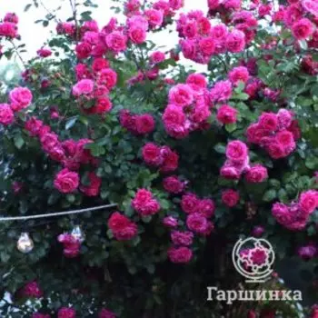 Роза Лагуна плетистая, Топалович