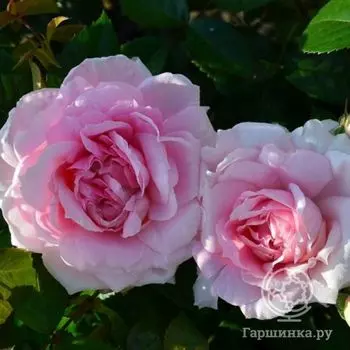 Роза Ламберт Клосс канадская парковая