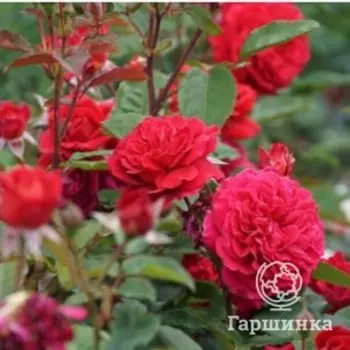 Роза Лами де Жарден шраб