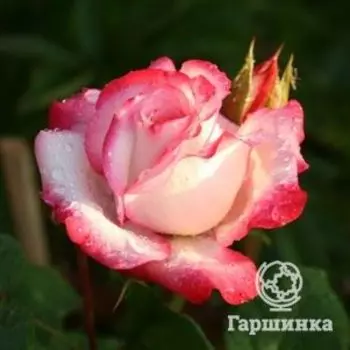 Роза Ламинуэт флорибунда, Imperial Rose