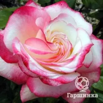 Роза Ламинуэт флорибунда, Топалович