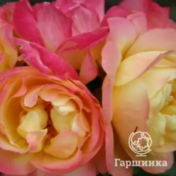 Роза Лампион флорибунда, Тантау