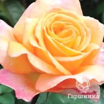 Роза Лампион