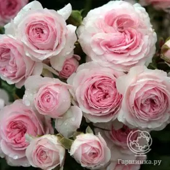 Роза Лариса флорибунда, Кордес