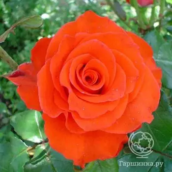 Роза Лав Стори чайно-гибридная