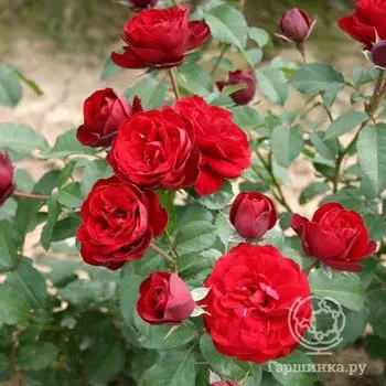 Роза Лаваглут флорибунда, Imperial Rose
