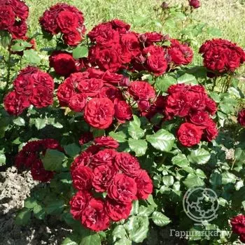 Роза Лаваглут флорибунда, Топалович