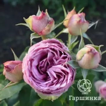 Роза Лавандер Лейс, Питомник роз Королева Роза