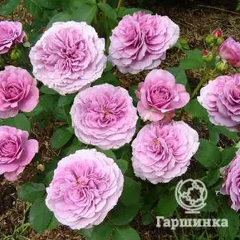 Роза Лавендер Айс флорибунда, Тантау