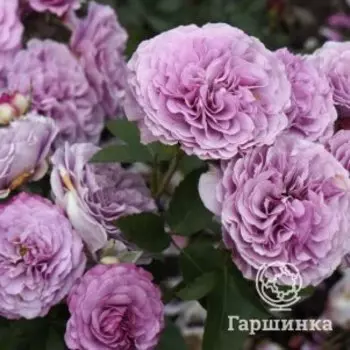 Роза Лавендер Айс, Питомник Розы Фокино