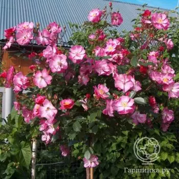 Роза Лавендер Дрим на штамбе 110см