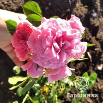 Роза Ле Катр Сезон