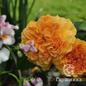 Роза Леа Туту шраб