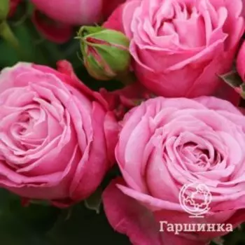 Роза Леди Бомбастик спрей