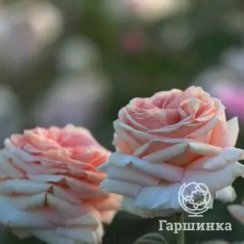 Роза Леди Капри чайно-гибридная