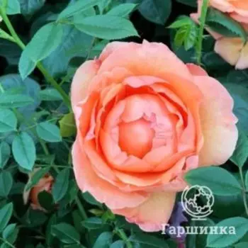 Роза Леди Мармелад флорибундаоза