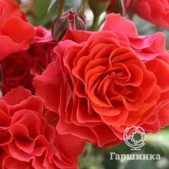 Роза Леди оф Белград