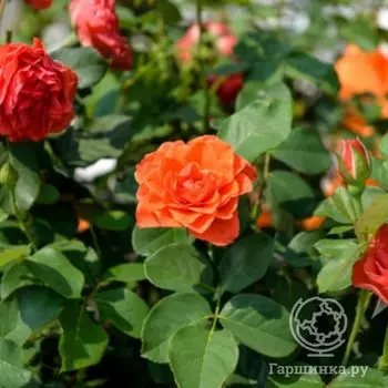 Роза Леди оф Белград, Фено Гено