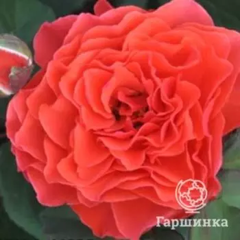 Роза Леди оф Белград, Питомник Розы Фокино