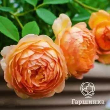 Роза Леди оф Шалот, Питомник Розы Фокино