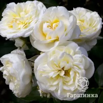 Роза Леди Романтика