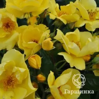 Роза Лемон Физ, Питомник Розы Фокино