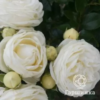 Роза Лемон Пиано чайно-гибридная, Воронежский питомник роз