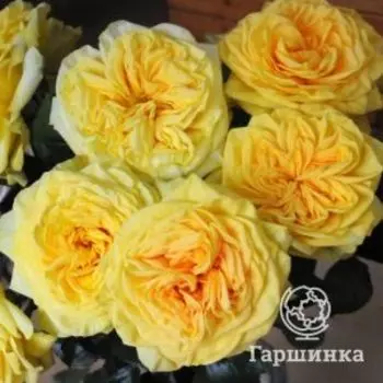 Роза Лемон Помпон, Питомник роз